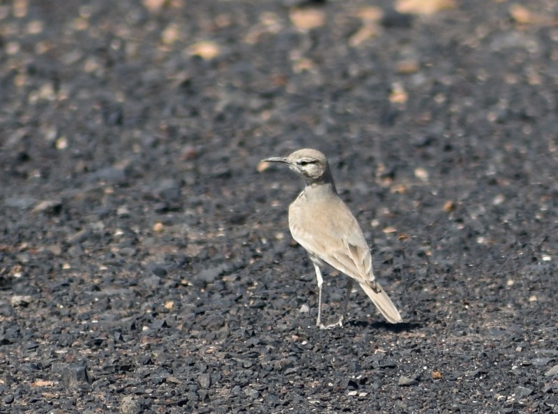 Greater Hoopoe-Lark - ML645251103