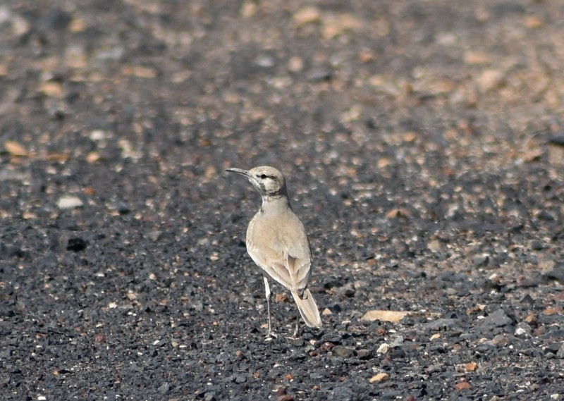 Greater Hoopoe-Lark - ML645251104