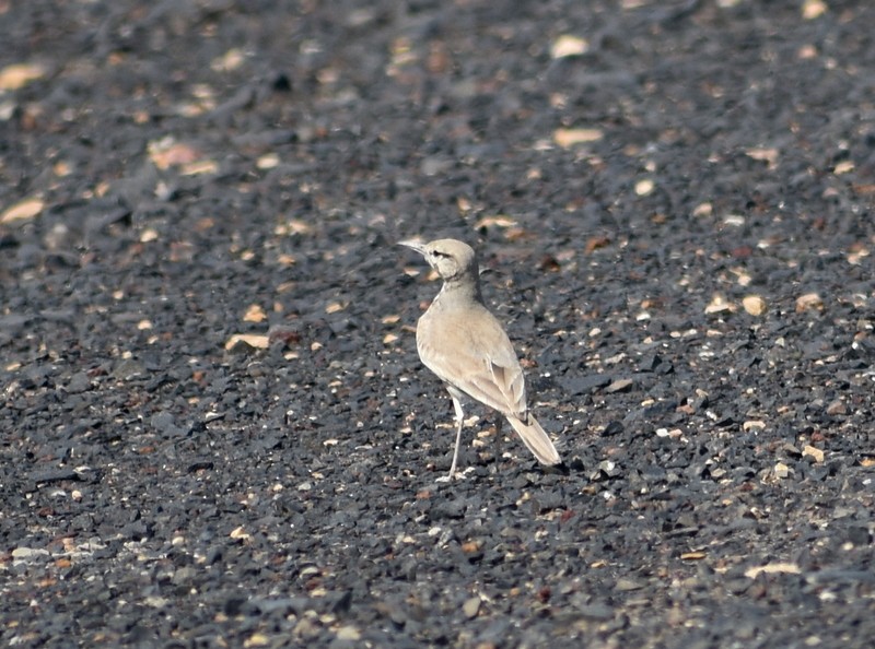 Greater Hoopoe-Lark - ML645251105