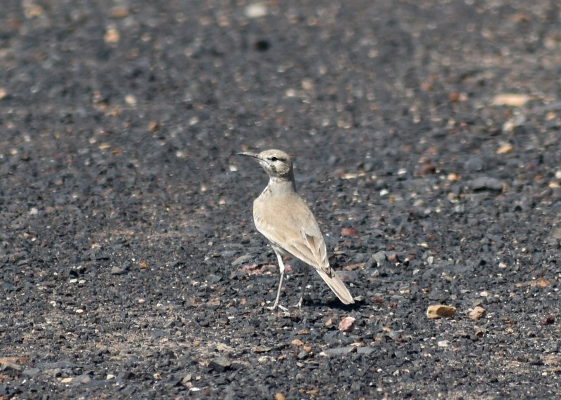 Greater Hoopoe-Lark - ML645251106
