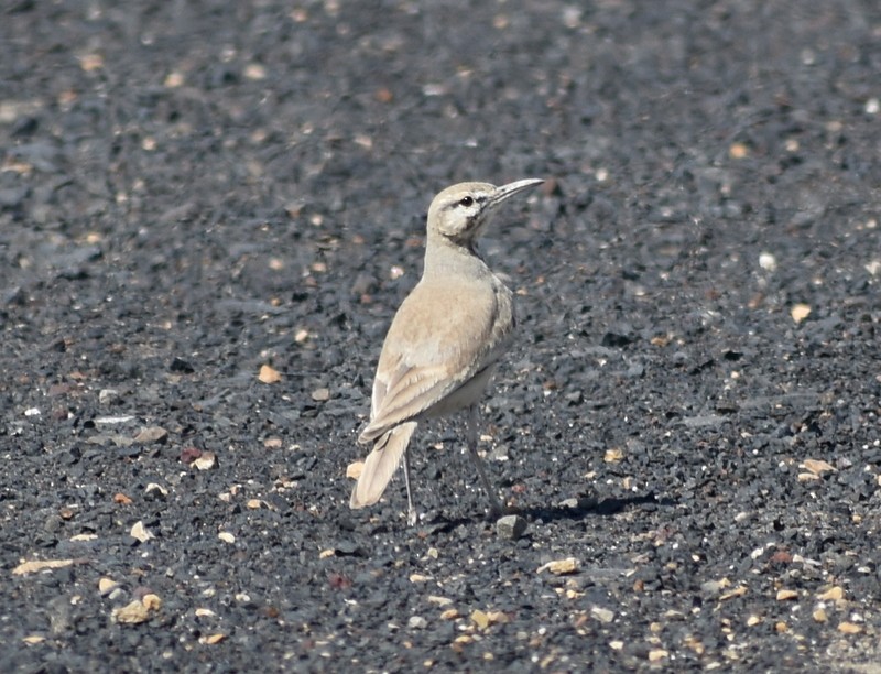 Greater Hoopoe-Lark - ML645251107
