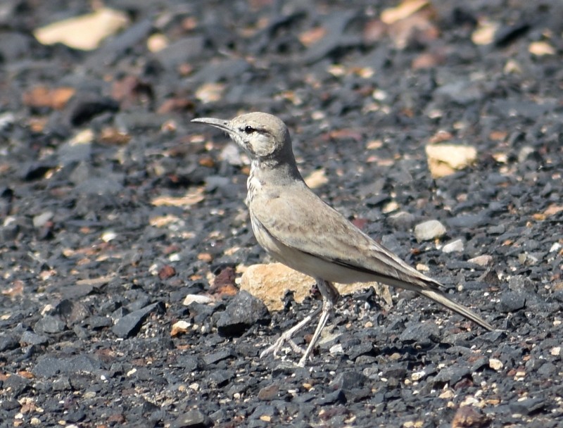 Greater Hoopoe-Lark - ML645251108