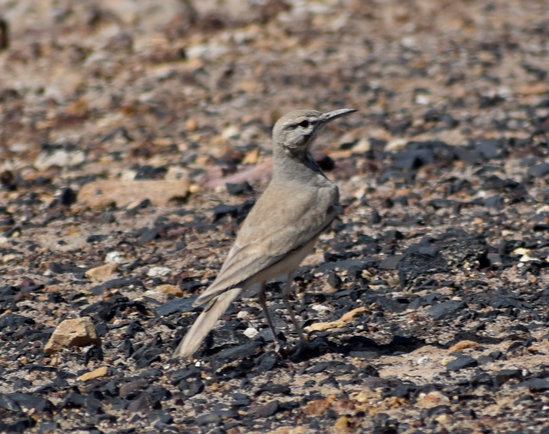 Greater Hoopoe-Lark - ML645251109