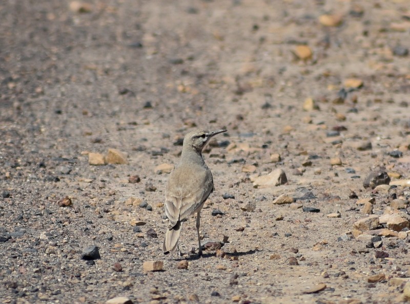 Greater Hoopoe-Lark - ML645251110