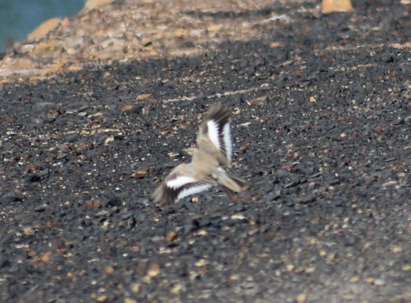 Greater Hoopoe-Lark - ML645251111