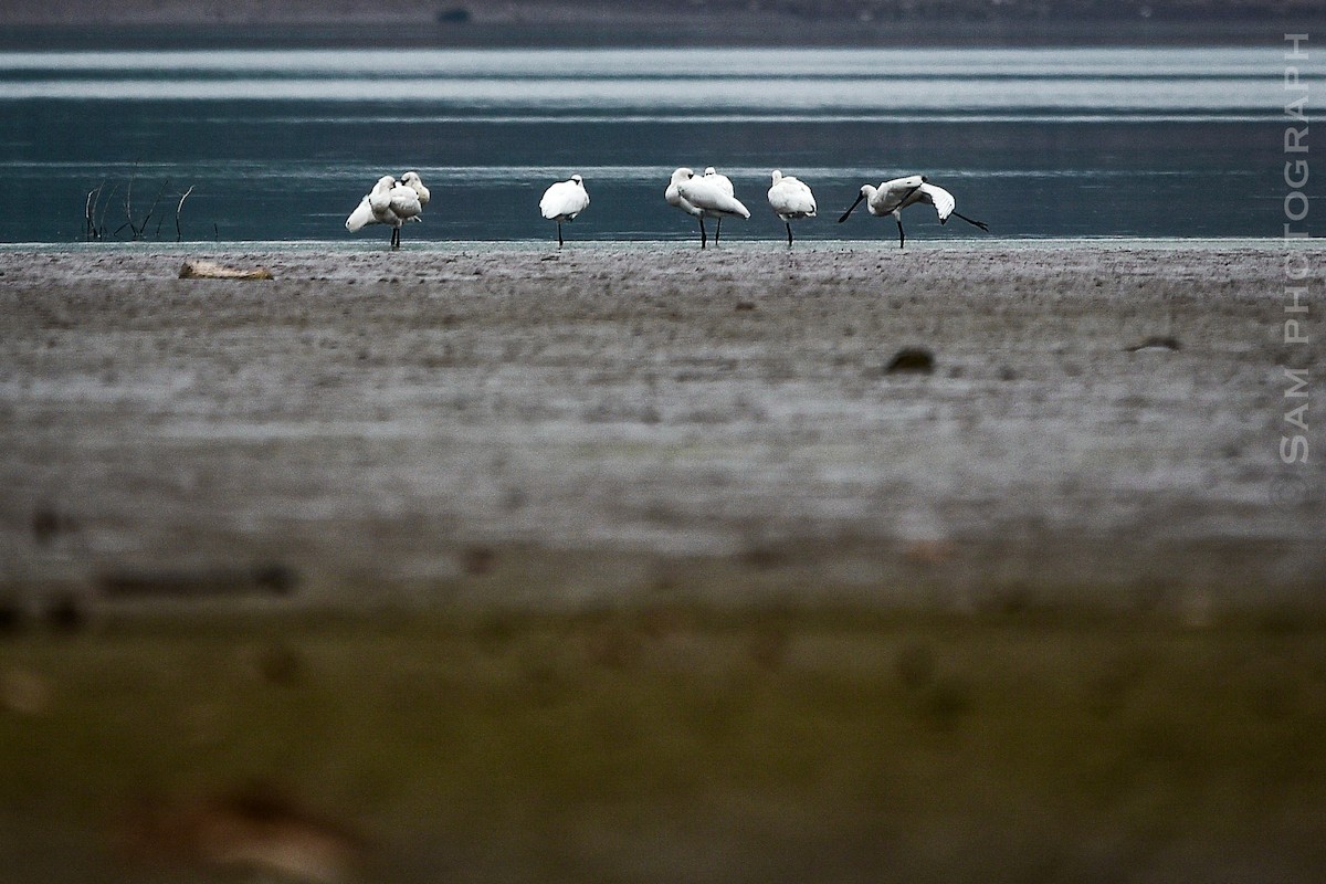 Black-faced Spoonbill - ML645251112