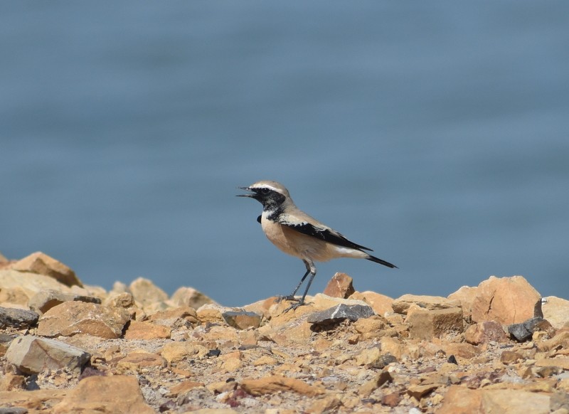 Desert Wheatear - ML645251114
