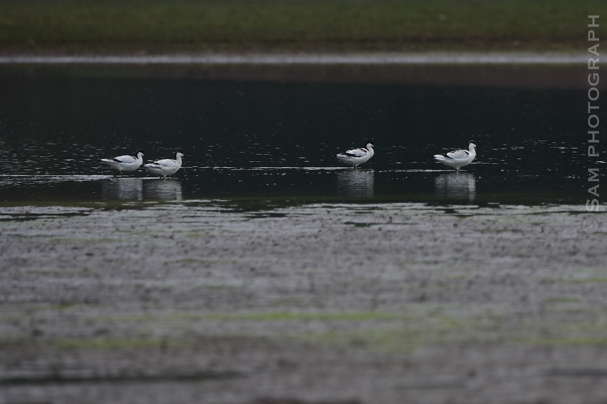 Pied Avocet - ML645251116