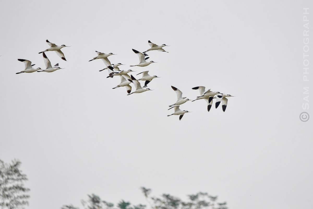 Pied Avocet - ML645251117