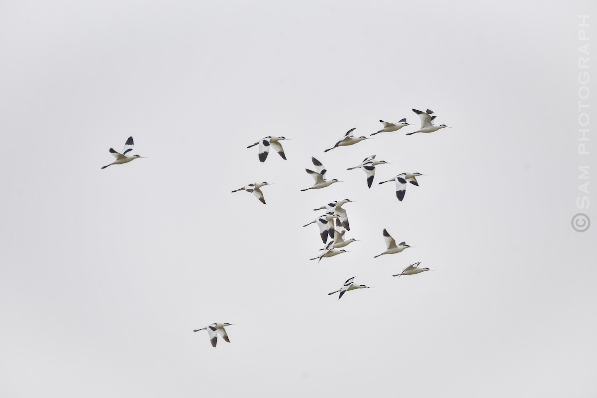 Pied Avocet - ML645251118