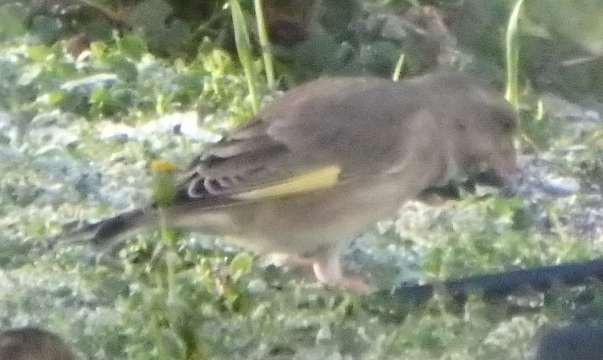 European Greenfinch - ML645251119