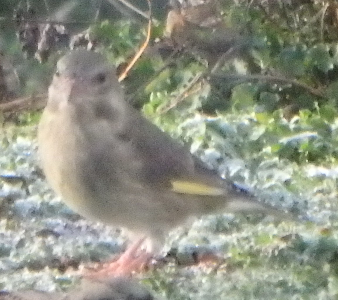 European Greenfinch - ML645251120