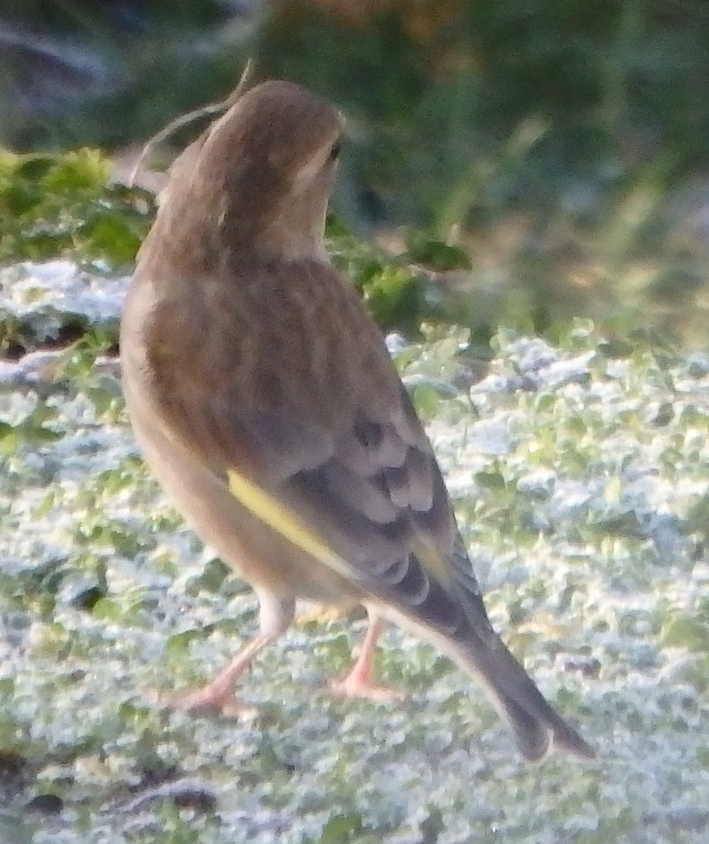 European Greenfinch - ML645251121
