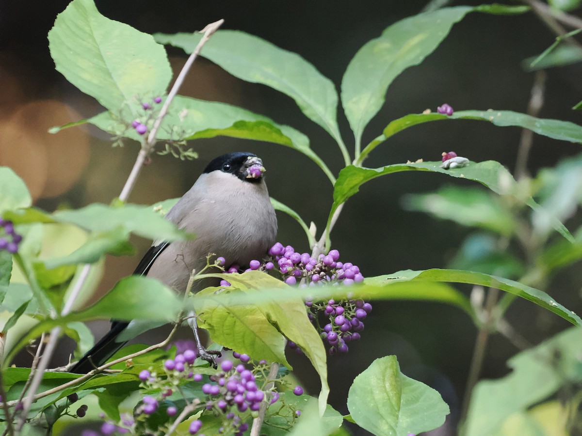 歐亞鷽 - ML645251124