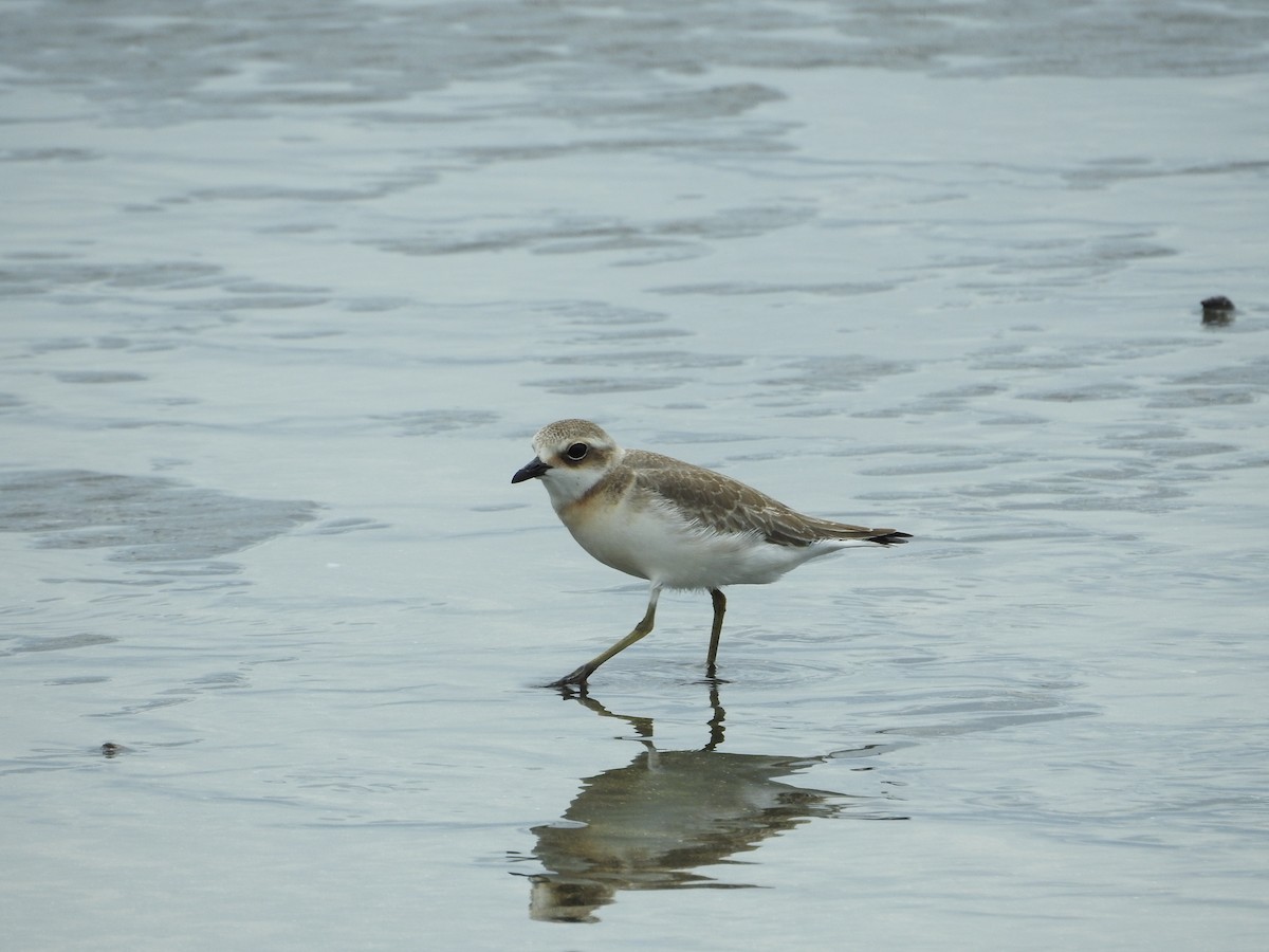 蒙古鴴 - ML645251127