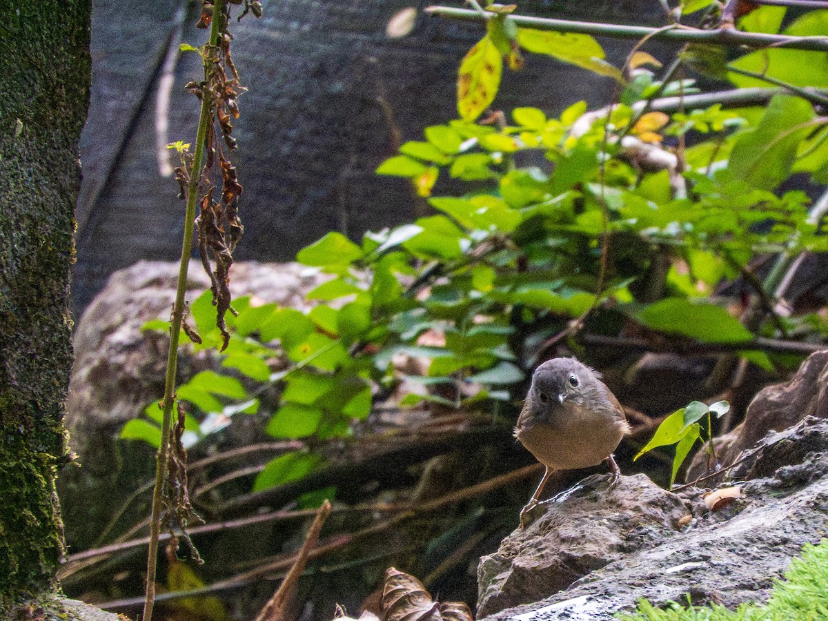 David's Fulvetta - ML645251129