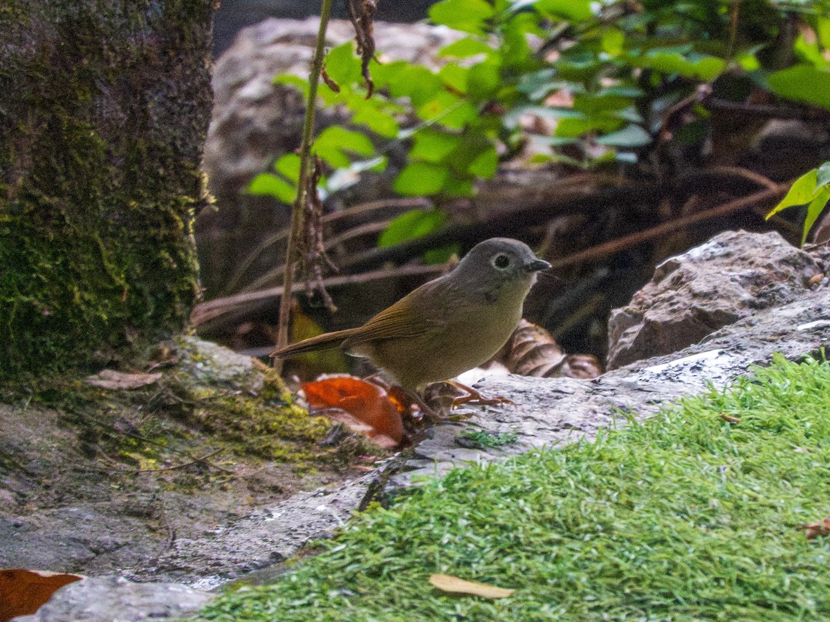 David's Fulvetta - ML645251130