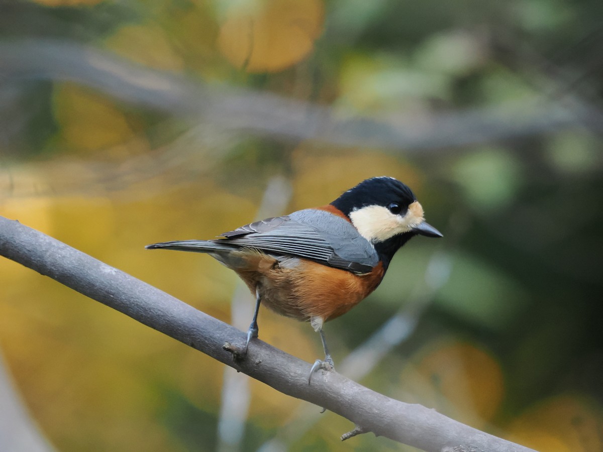 雜色山雀 - ML645251131