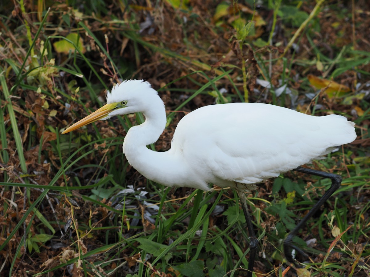 大白鷺 - ML645251138