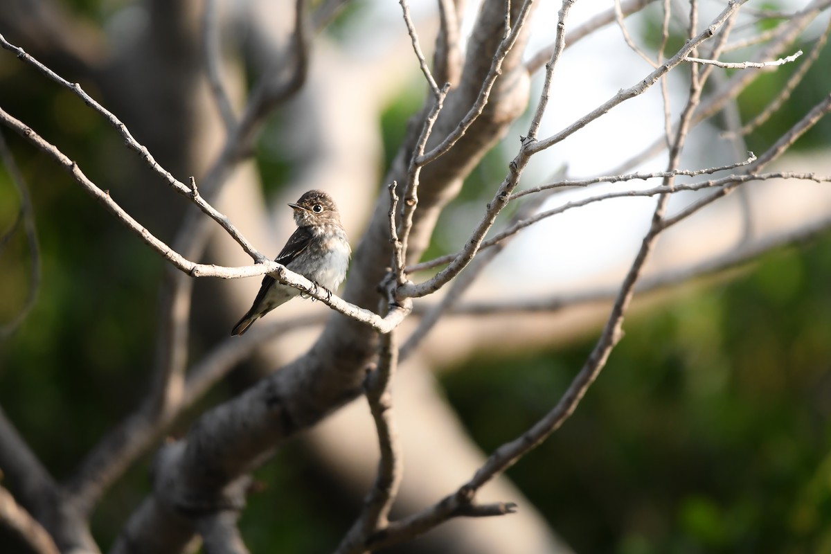 Dark-sided Flycatcher - ML645251139