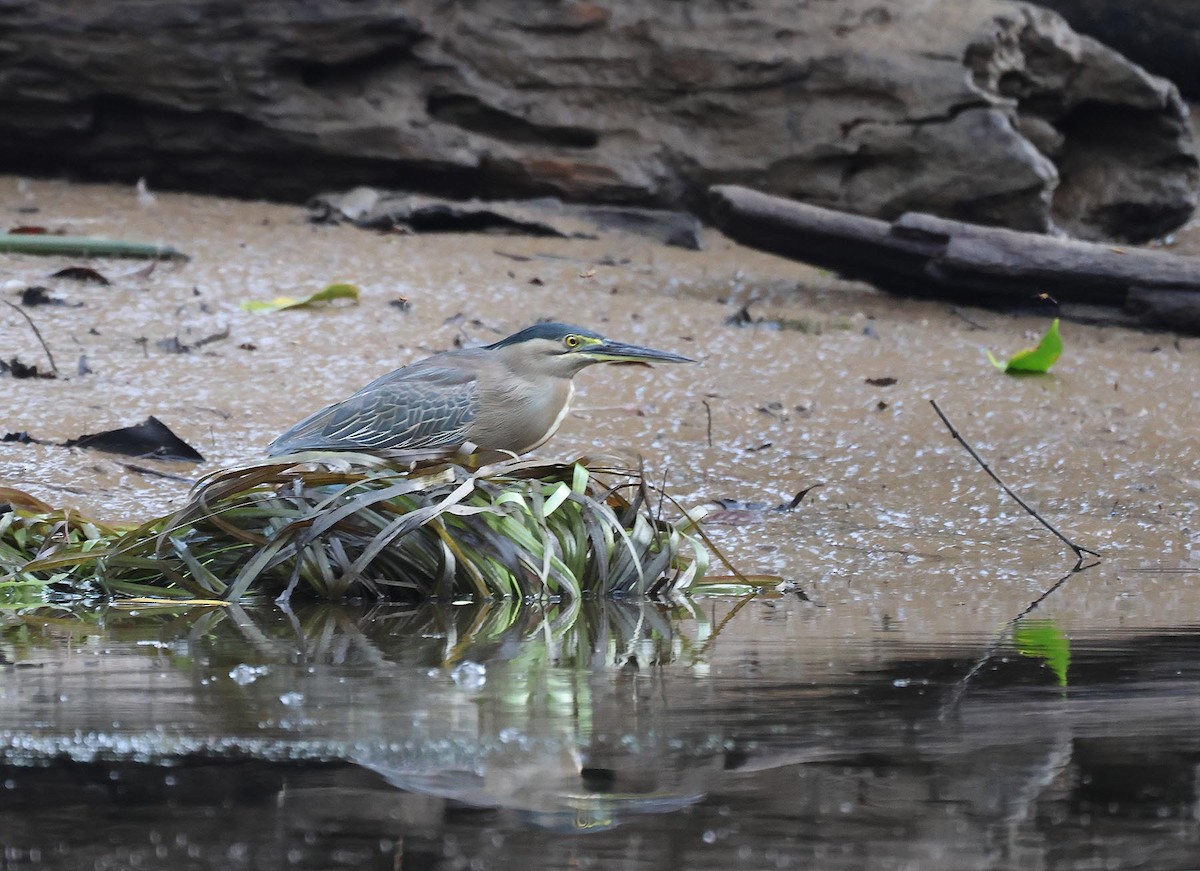 Garcilla Menor - ML645251141