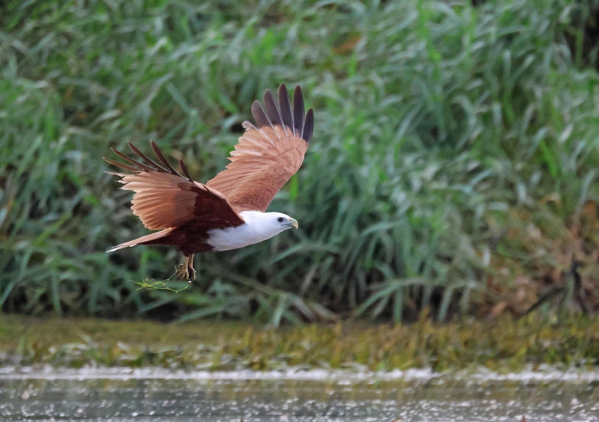 Milano Brahmán - ML645251142