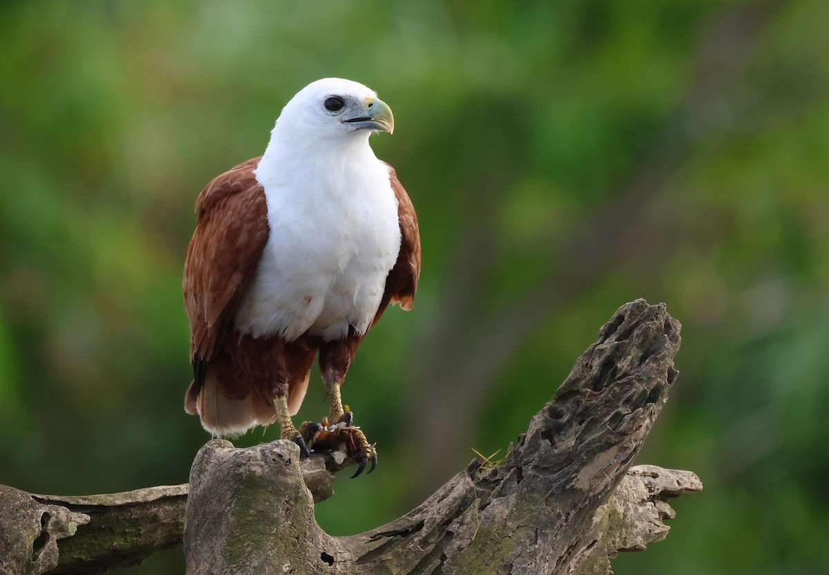 Milano Brahmán - ML645251143