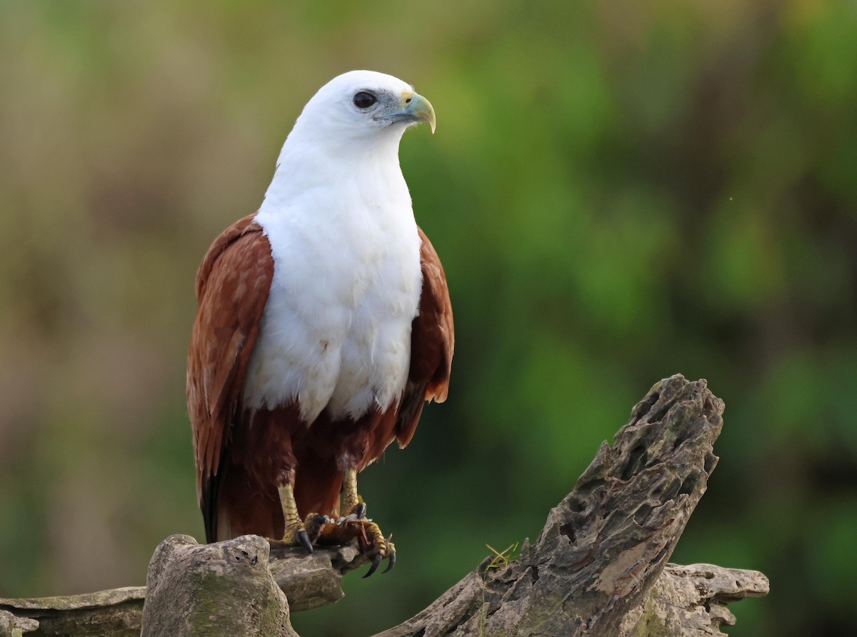 Milano Brahmán - ML645251144