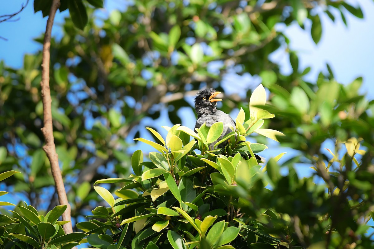 Javan Myna - ML645251146