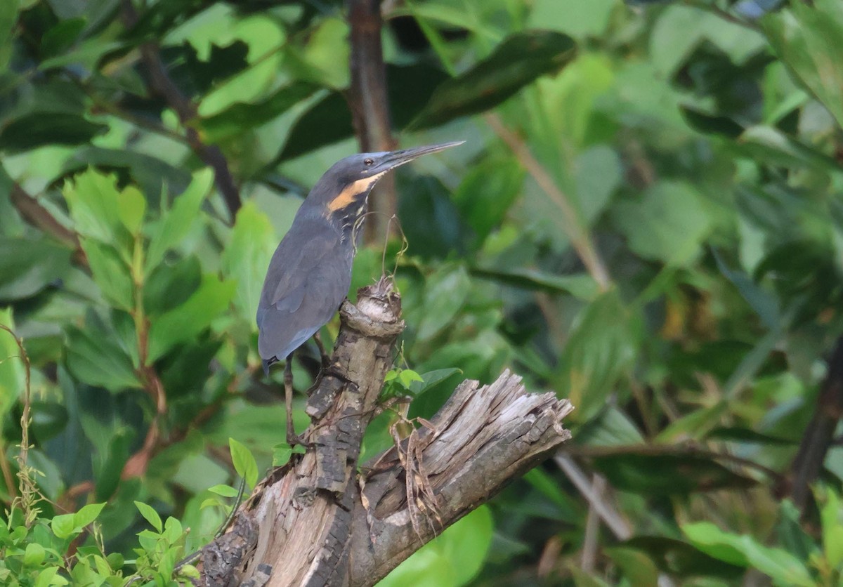 Avetorillo Negro - ML645251147