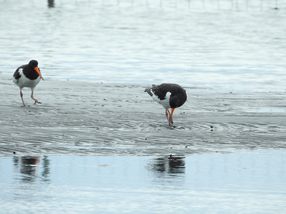Eurasian Oystercatcher - ML645251148