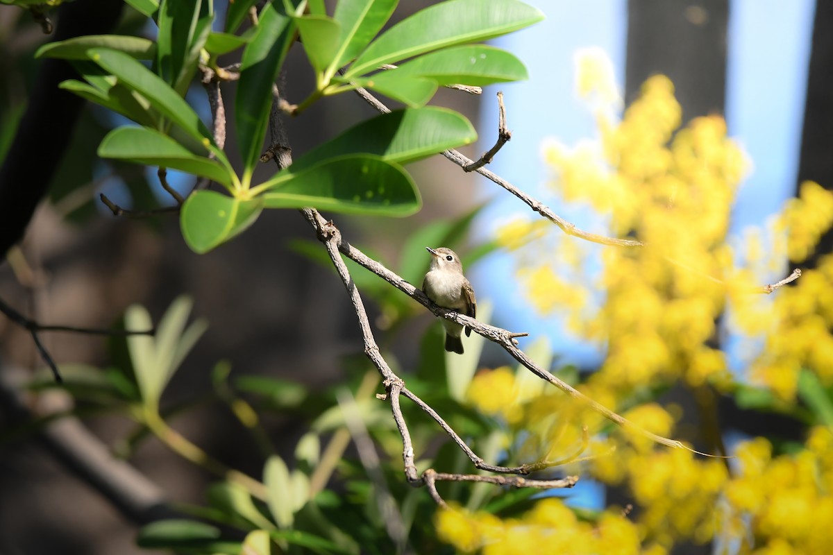 Asian Brown Flycatcher - ML645251149