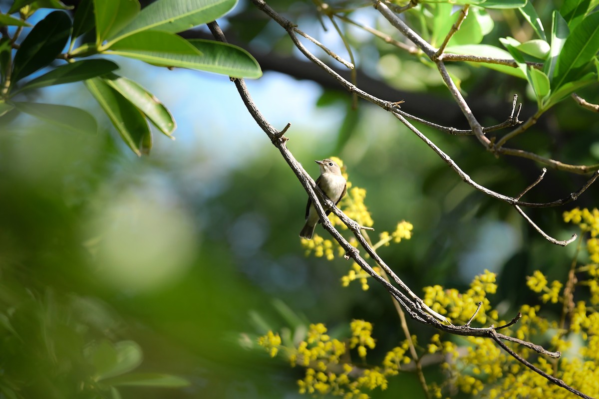 Asian Brown Flycatcher - ML645251150