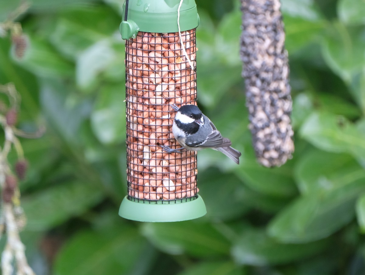 Coal Tit - ML645251151