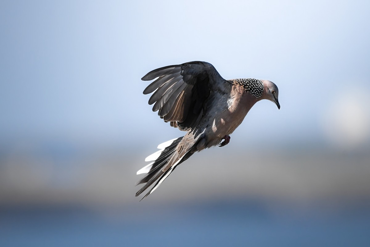 Spotted Dove - ML645251152