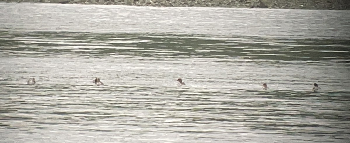 Red-breasted Merganser - ML645251153