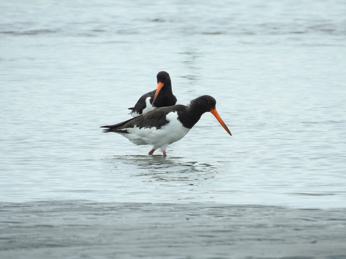 Eurasian Oystercatcher - ML645251155