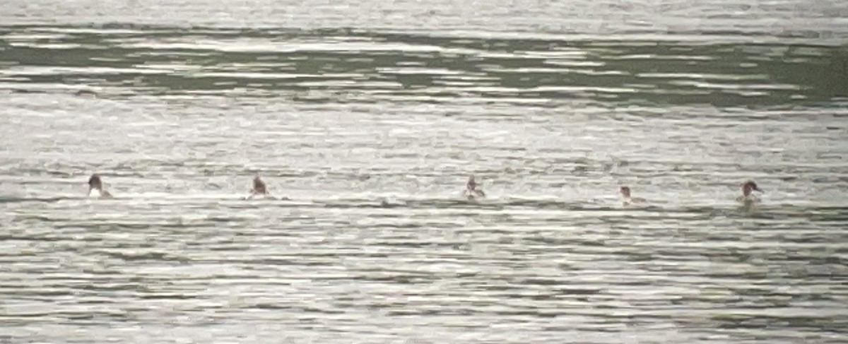 Red-breasted Merganser - ML645251156