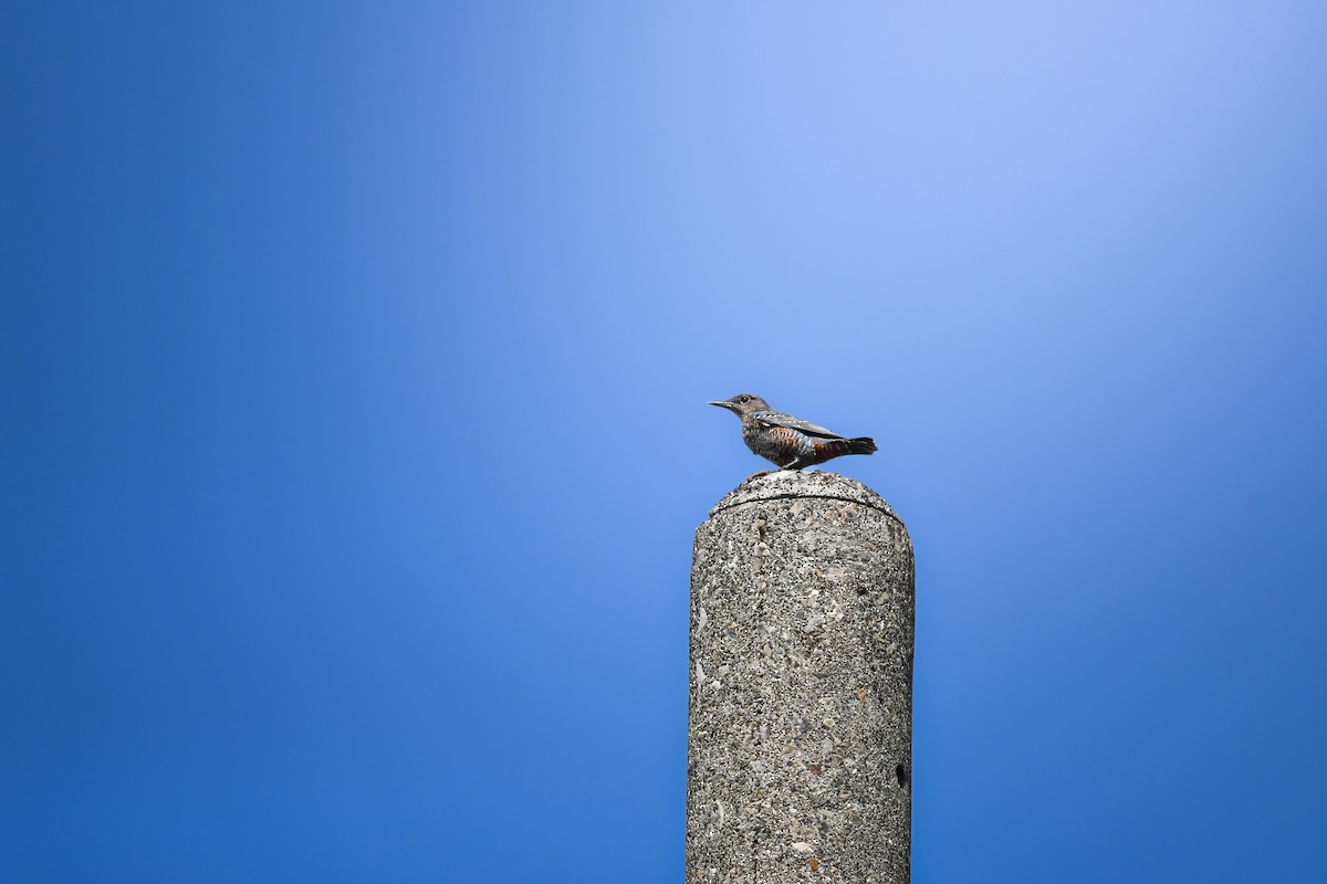Blue Rock-Thrush - ML645251157