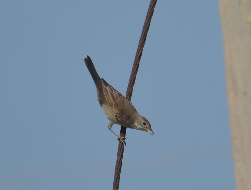 Greater Whitethroat - ML645251158