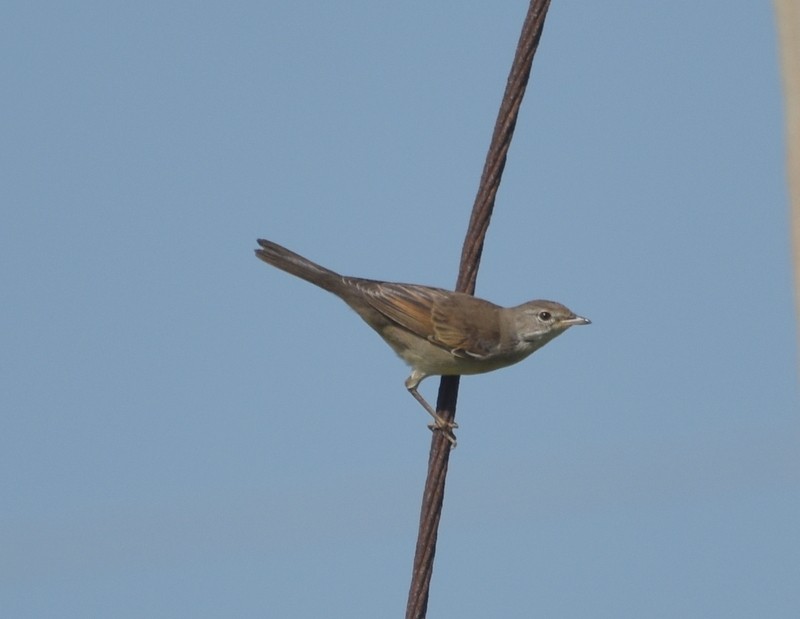 Greater Whitethroat - ML645251159