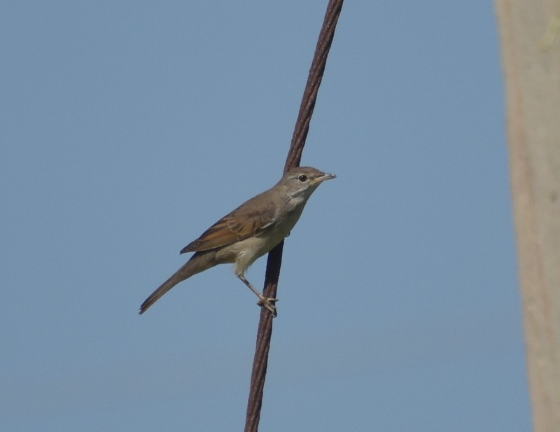 Greater Whitethroat - ML645251160