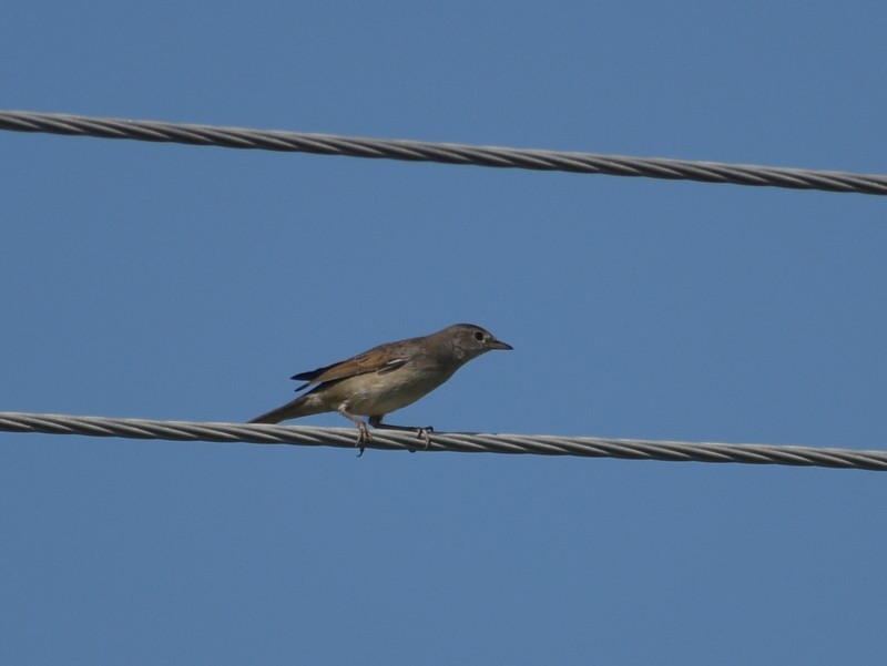 Greater Whitethroat - ML645251161