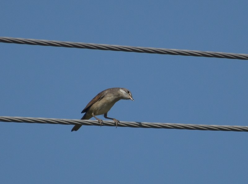 Greater Whitethroat - ML645251163