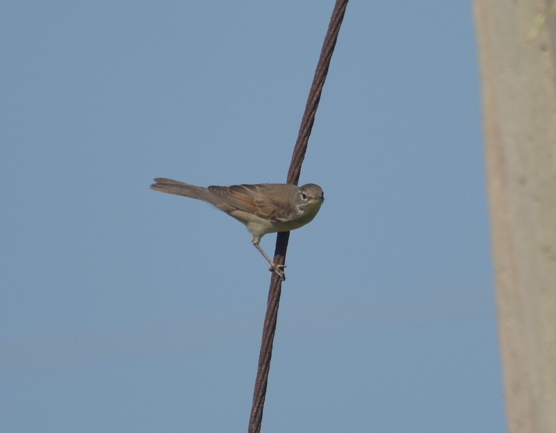 Greater Whitethroat - ML645251164