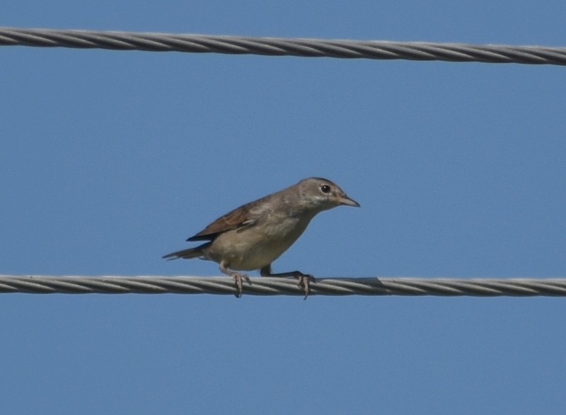 Greater Whitethroat - ML645251165