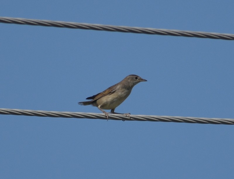 Greater Whitethroat - ML645251166