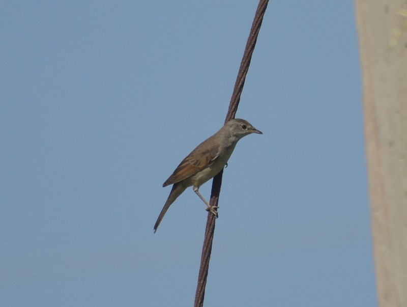 Greater Whitethroat - ML645251167