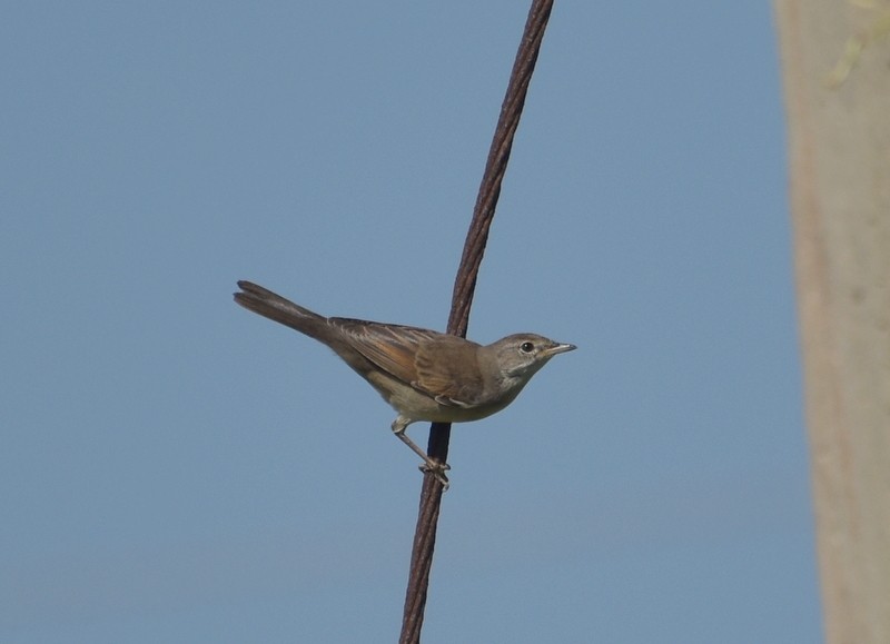 Greater Whitethroat - ML645251168