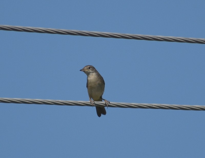 Greater Whitethroat - ML645251169